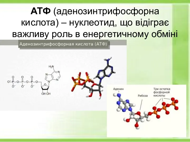 АТФ (аденозинтрифосфорна кислота) – нуклеотид, що відіграє важливу роль в енергетичному обміні клітини