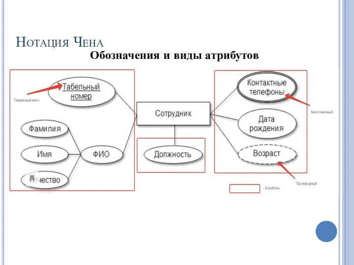 Нотация Чена Обозначения и виды атрибутов