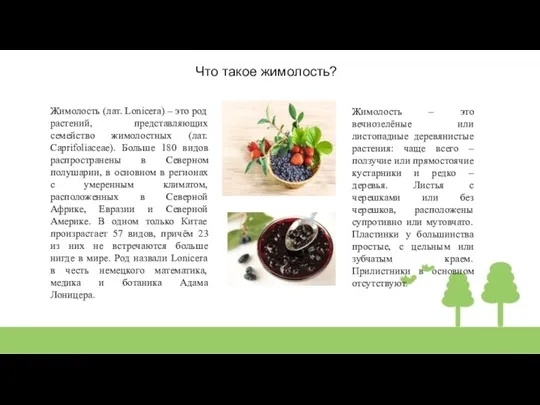 Что такое жимолость? Жимолость (лат. Lonicera) – это род растений, представляющих семейство