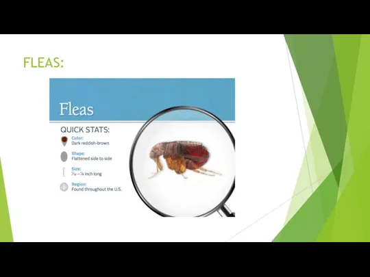 FLEAS: