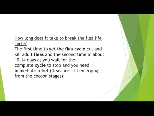 How long does it take to break the flea life cycle? The