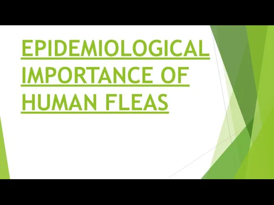 EPIDEMIOLOGICAL IMPORTANCE OF HUMAN FLEAS