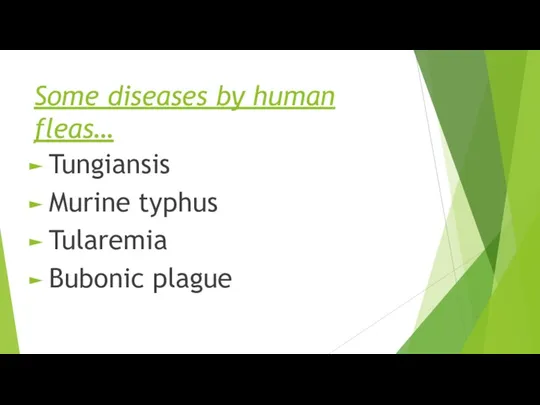 Some diseases by human fleas… Tungiansis Murine typhus Tularemia Bubonic plague
