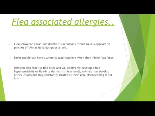 Flea associated allergies.. Flea saliva can cause skin dermatitis in humans, which