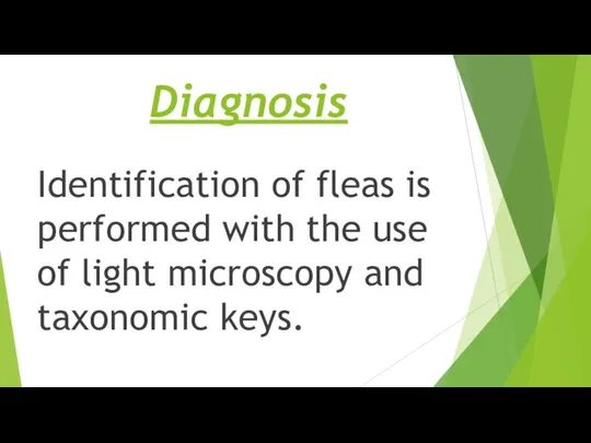 Diagnosis Identification of fleas is performed with the use of light microscopy and taxonomic keys.