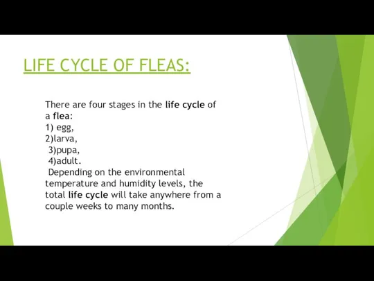 LIFE CYCLE OF FLEAS: There are four stages in the life cycle