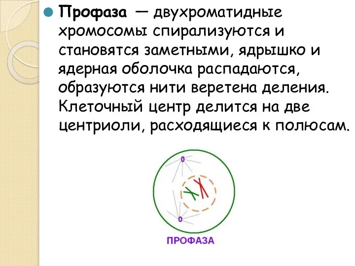 Профаза — двухроматидные хромосомы спирализуются и становятся заметными, ядрышко и ядерная оболочка