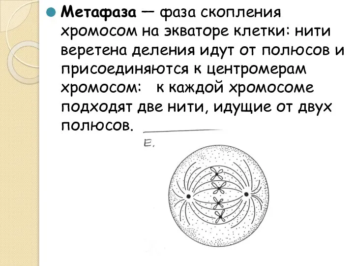 Метафаза — фаза скопления хромосом на экваторе клетки: нити веретена деления идут