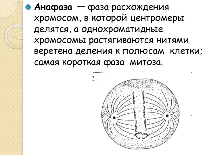 Анафаза — фаза расхождения хромосом, в которой центромеры делятся, а однохроматидные хромосомы