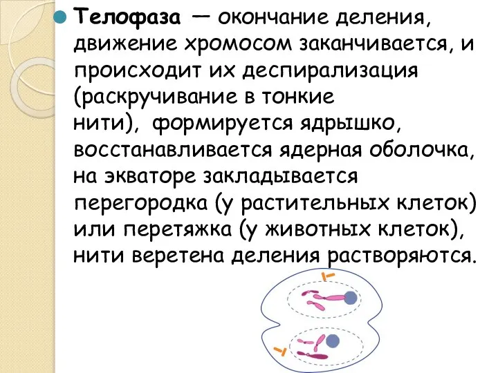 Телофаза — окончание деления, движение хромосом заканчивается, и происходит их деспирализация (раскручивание