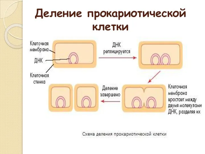 Деление прокариотической клетки