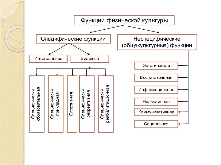 Функции физической культуры Специфические функции Неспецифические (общекультурные) функции Интегральная Видовые Специфически образовательная