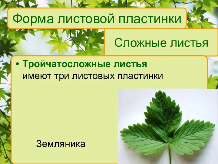Сложные листья Тройчатосложные листья имеют три листовых пластинки Земляника Форма листовой пластинки