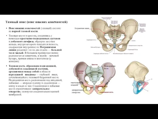Тазовый пояс (пояс нижних конечностей) Пояс нижних конечностей (тазовый) состоит из парной