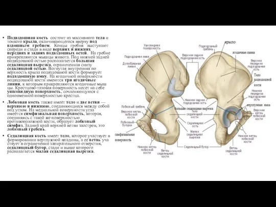 Подвздошная кость сос­тоит из массивного тела и тонкого крыла, оканчивающегося вверху под­вздошным