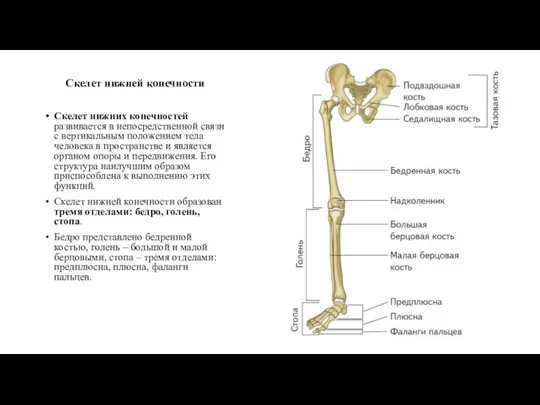 Скелет нижней конечности Скелет нижних конечностей развивается в непосредственной связи с вертикальным
