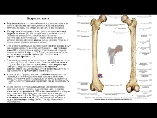Бедренная кость Бедренная кость — самая большая и длинная трубчатая кость в