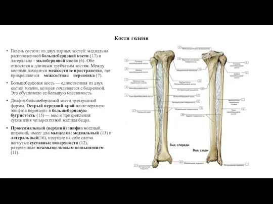 Кости голени Голень состоит из двух парных костей: медиально расположенной большеберцовой кости