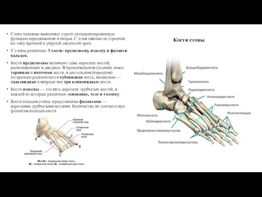 Кости стопы Стопа человека выполняет строго специализированную функцию передвижения и опоры. С