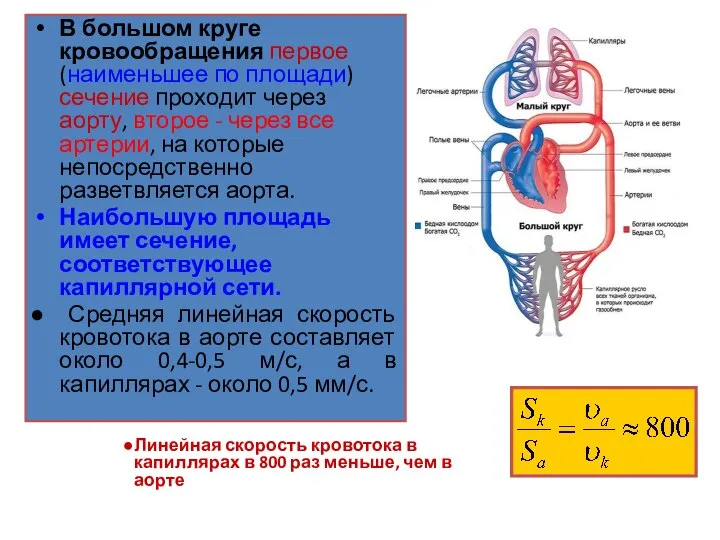 В большом круге кровообращения первое (наименьшее по площади) сечение проходит через аорту,