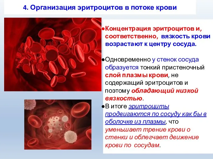 4. Организация эритроцитов в потоке крови Концентрация эритроцитов и, соответственно, вязкость крови