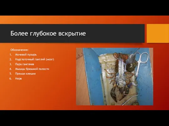 Более глубокое вскрытие Обозначения: Мочевой пузырь Надглоточный ганглий (мозг) Пара ганглиев Мышцы