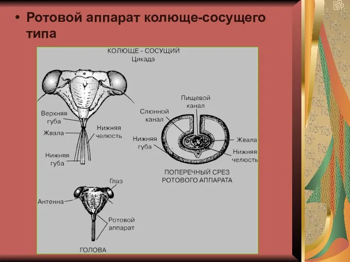 Ротовой аппарат колюще-сосущего типа