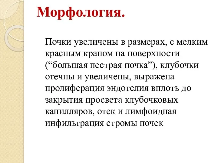 Морфология. Почки увеличены в размерах, с мелким красным крапом на поверхности (“большая