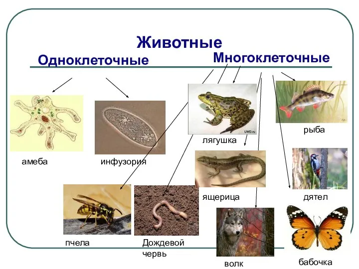 Животные Одноклеточные Многоклеточные амеба инфузория лягушка рыба ящерица дятел пчела Дождевой червь волк бабочка