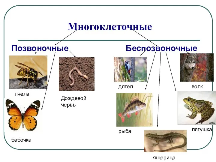 Многоклеточные Позвоночные Беспозвоночные пчела Дождевой червь бабочка дятел рыба ящерица лягушка волк