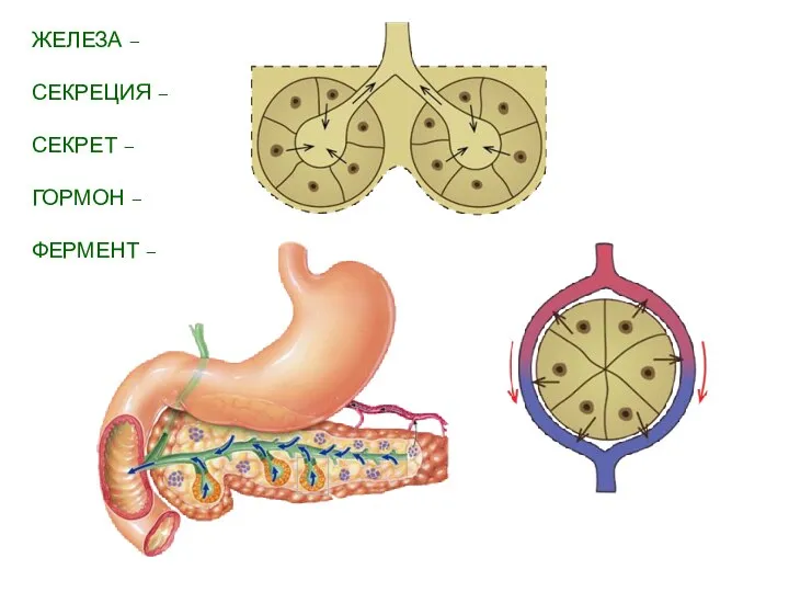 ЖЕЛЕЗА – СЕКРЕЦИЯ – СЕКРЕТ – ГОРМОН – ФЕРМЕНТ –