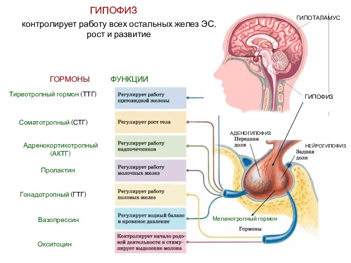ГИПОФИЗ ГИПОФИЗ ГИПОТАЛАМУС контролирует работу всех остальных желез ЭС, рост и развитие