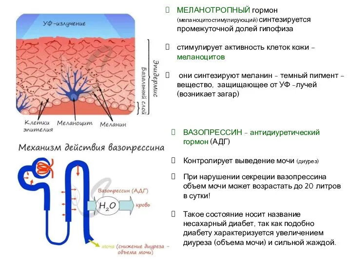 МЕЛАНОТРОПНЫЙ гормон (меланоцитостимулирующий) синтезируется промежуточной долей гипофиза стимулирует активность клеток кожи –