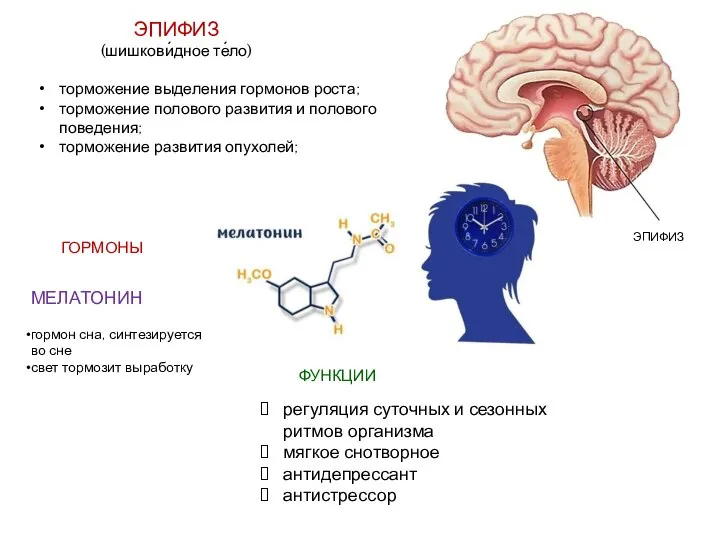 ЭПИФИЗ (шишкови́дное те́ло) торможение выделения гормонов роста; торможение полового развития и полового