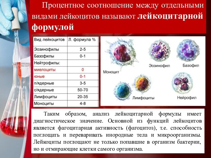 Процентное соотношение между отдельными видами лейкоцитов называют лейкоцитарной формулой Таким образом, анализ