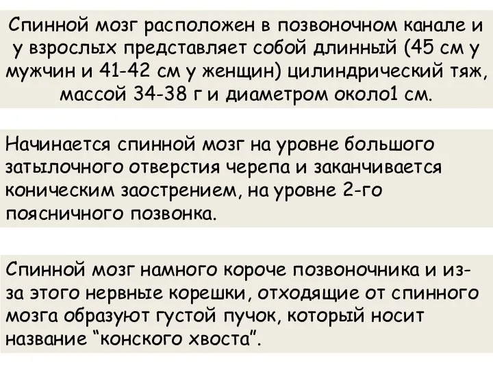 Спинной мозг расположен в позвоночном канале и у взрослых представляет собой длинный