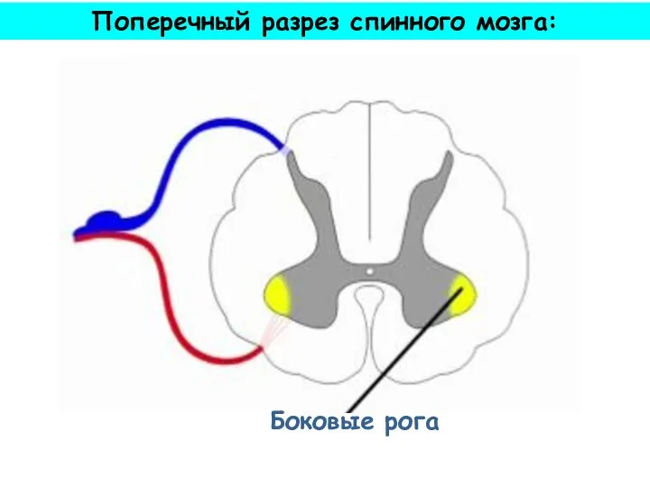 Боковые рога Поперечный разрез спинного мозга: