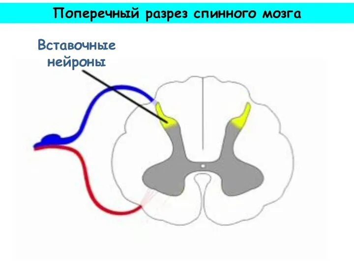 Вставочные нейроны Поперечный разрез спинного мозга