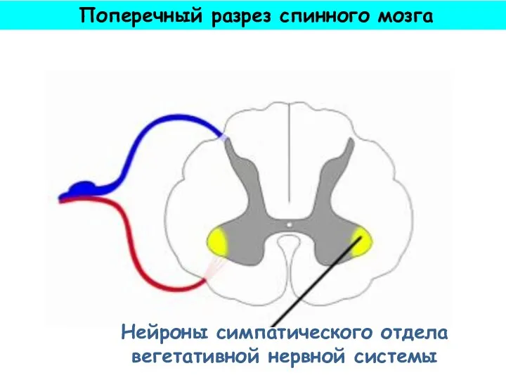Нейроны симпатического отдела вегетативной нервной системы Поперечный разрез спинного мозга
