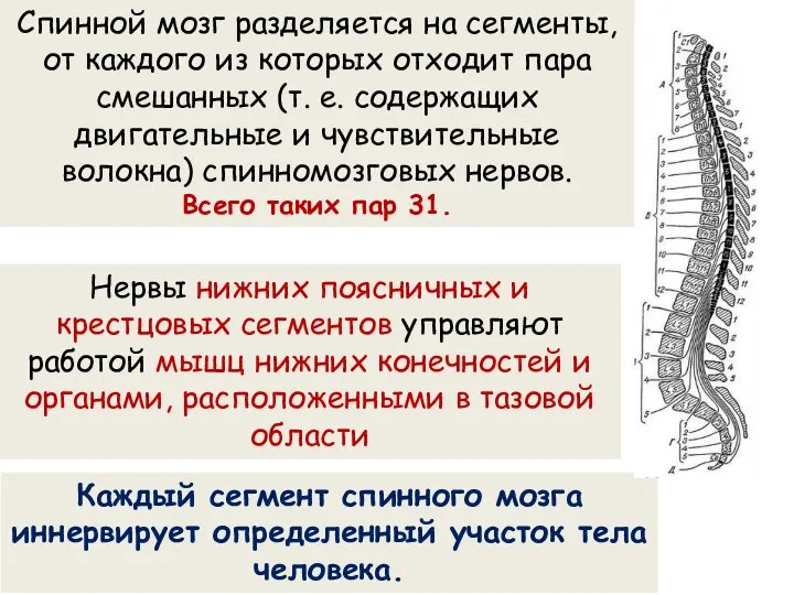 Спинной мозг разделяется на сегменты, от каждого из которых отходит пара смешанных