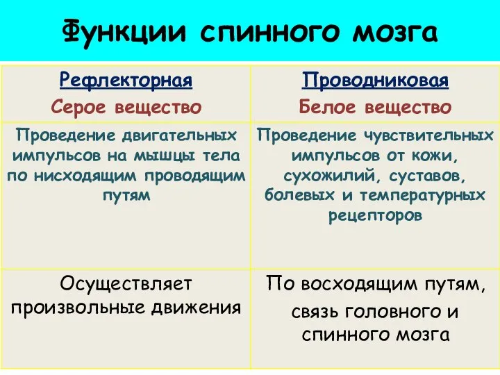 Функции спинного мозга