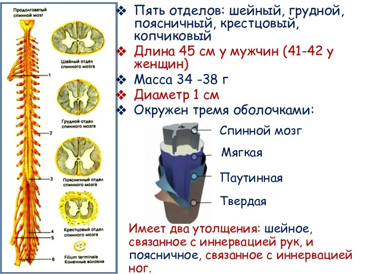 Пять отделов: шейный, грудной, поясничный, крестцовый, копчиковый Длина 45 см у мужчин