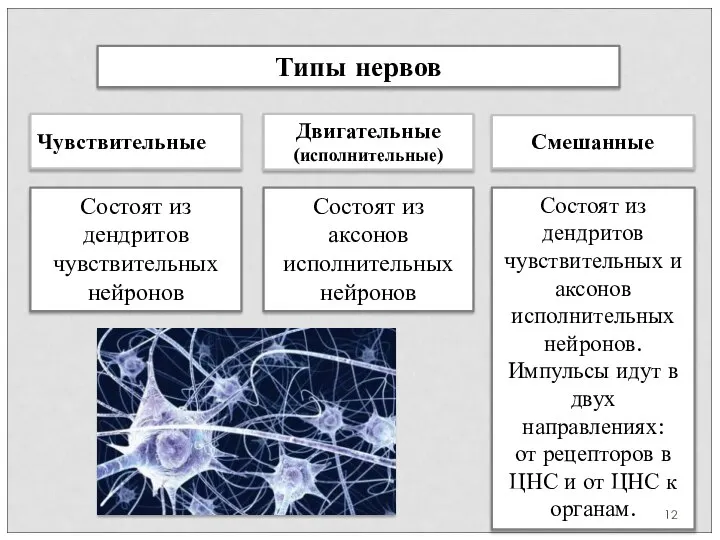 Типы нервов Состоят из дендритов чувствительных нейронов Состоят из аксонов исполнительных нейронов