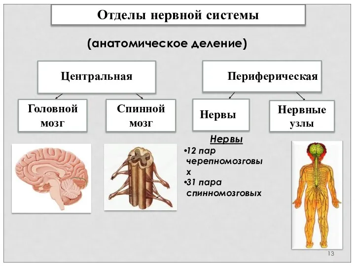 Отделы нервной системы Центральная Периферическая Головной мозг Спинной мозг Нервы Нервные узлы