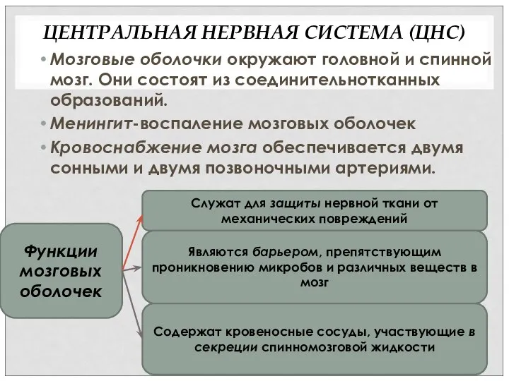 ЦЕНТРАЛЬНАЯ НЕРВНАЯ СИСТЕМА (ЦНС) Мозговые оболочки окружают головной и спинной мозг. Они