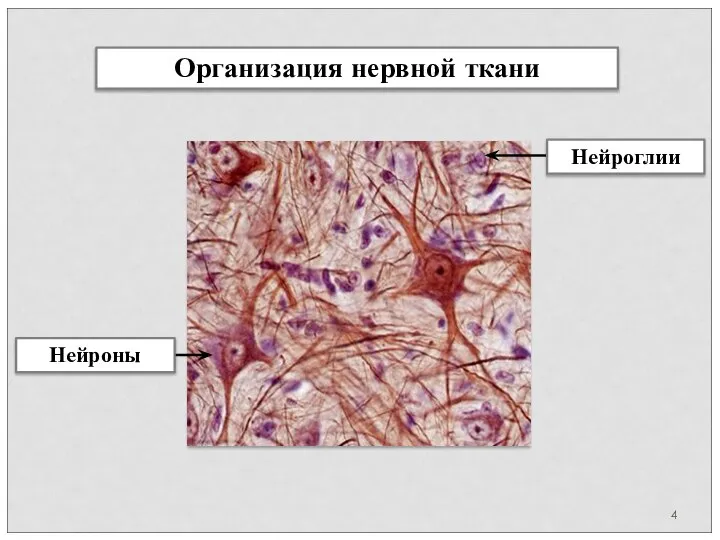 Организация нервной ткани Нейроглии Нейроны