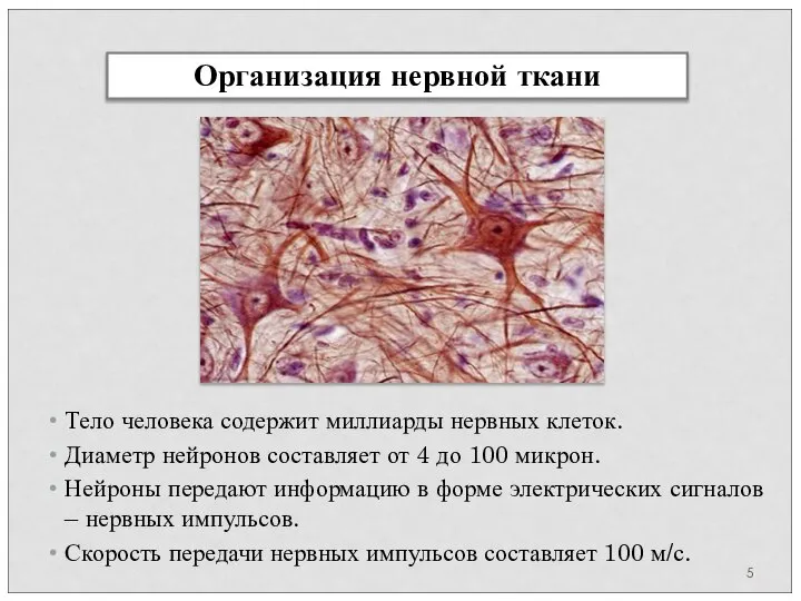 Тело человека содержит миллиарды нервных клеток. Диаметр нейронов составляет от 4 до