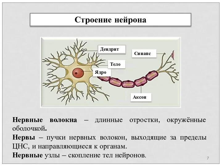 Строение нейрона Нервные волокна – длинные отростки, окружённые оболочкой. Нервы – пучки