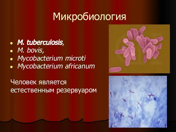 Микробиология M. tuberculosis, M. bovis, Mycobacterium microti Mycobacterium africanum Человек является естественным резервуаром