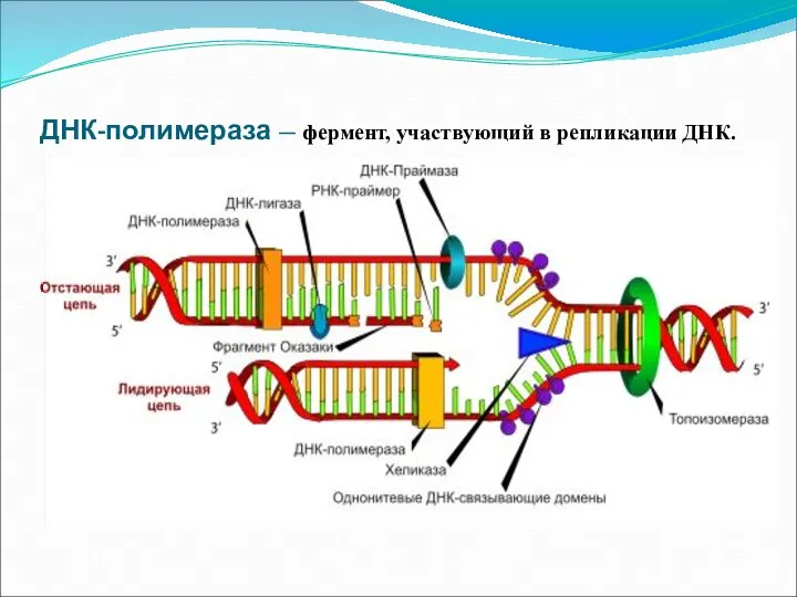ДНК-полимераза — фермент, участвующий в репликации ДНК.